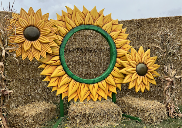 Sunflower Photo Op